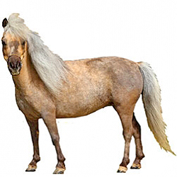 Falabella Pony